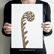 Image of Party Blower - Cyathea Latebrosa