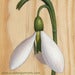 Image of "Master Galanthus" large mounted print