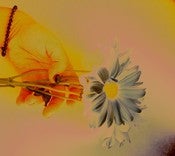 Image of Death of Beauty