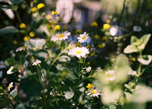 Image of Daisy - 5x7