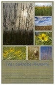 Image of Tallgrass Prairie Poster