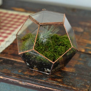Image of Universe Terrarium Kit, hinged
