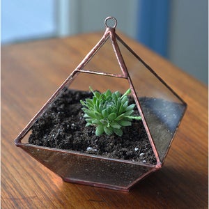 Image of Air Terrarium Kit, medium