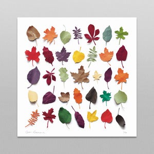Image of Abscission Print