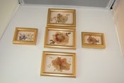 Image of Set of Framed Pressed Flowers in Gold