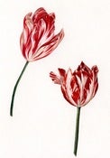 Image of Tulips Archival Print