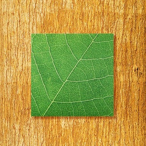 Image of Cheese+ Wood or Leaf-it