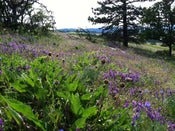 Image of Summer CSH Share