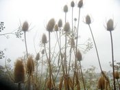 Image of Autumn CSH Share