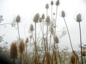 Image of Autumn CSH Share