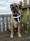Image of Best Dressed dogs in Cornwall