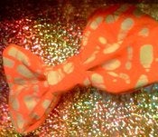 Image of Orange you special