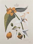 Image of The Coffee Plant (Detail) - Open Edition