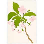 Image of Blossom Card
