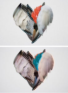 Image of of Feathers ed. 1