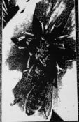 Image of Tollund Men "Looking for Love" b/w "Chains of Desire" SOLD OUT