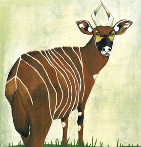Image of Bongo Antelope Print