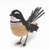 Image of FANTAIL