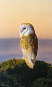 Image of Evening Time/Barn Owl