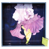 Image of Iris Tray by rockflowerpaper