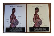 Image of PREGNANCY ANATOMY 