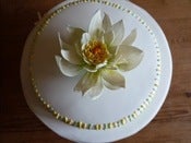 Image of Waterlily