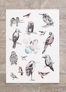 Image of Poster Birds