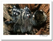 Image of Mutt, Jeff and Friends POM