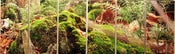 Image of "HEMLOCK HILL" - JOSH FALK