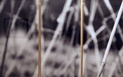 Image of "JUST A TWIG" - JOSH FALK