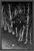 Image of "Bat Forest" t-shirt by sensible