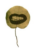 Image of Living Echo II 