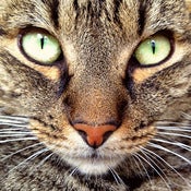 Image of Tabby 2
