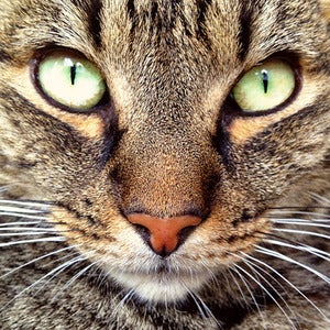 Image of Tabby 2
