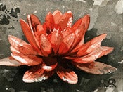 Image of (Daily Painting) Water Lily