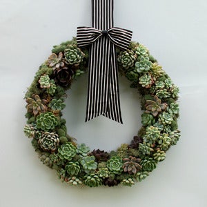 Image of Living Succulent Wreath