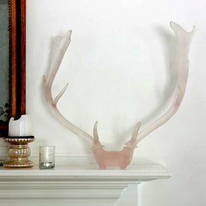 Image of Mule Deer Rack