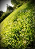 Image of GRASSY KNOLL