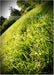 Image of GRASSY KNOLL