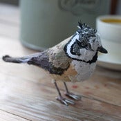 Image of CRESTED TIT