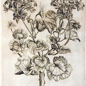 Image of Geranium Essential Oil (5ml)