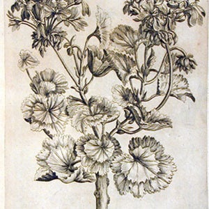 Image of Geranium Essential Oil (5ml)