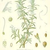 Image of Rosemary Essential Oil (5 ml)