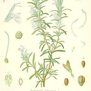 Image of Rosemary Essential Oil (5 ml)