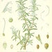 Image of Rosemary Essential Oil (5 ml)