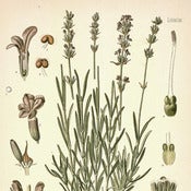 Image of Lavender Essential Oil (5 ml)