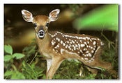 Image of Baby Doe