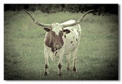 Image of Wakefield Longhorn