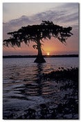 Image of Solitary Cypress