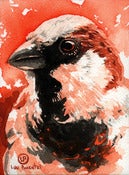 Image of (Daily Painting) Sparrow